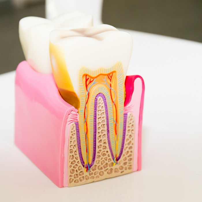 Model of a tooth showing the layers inside of it